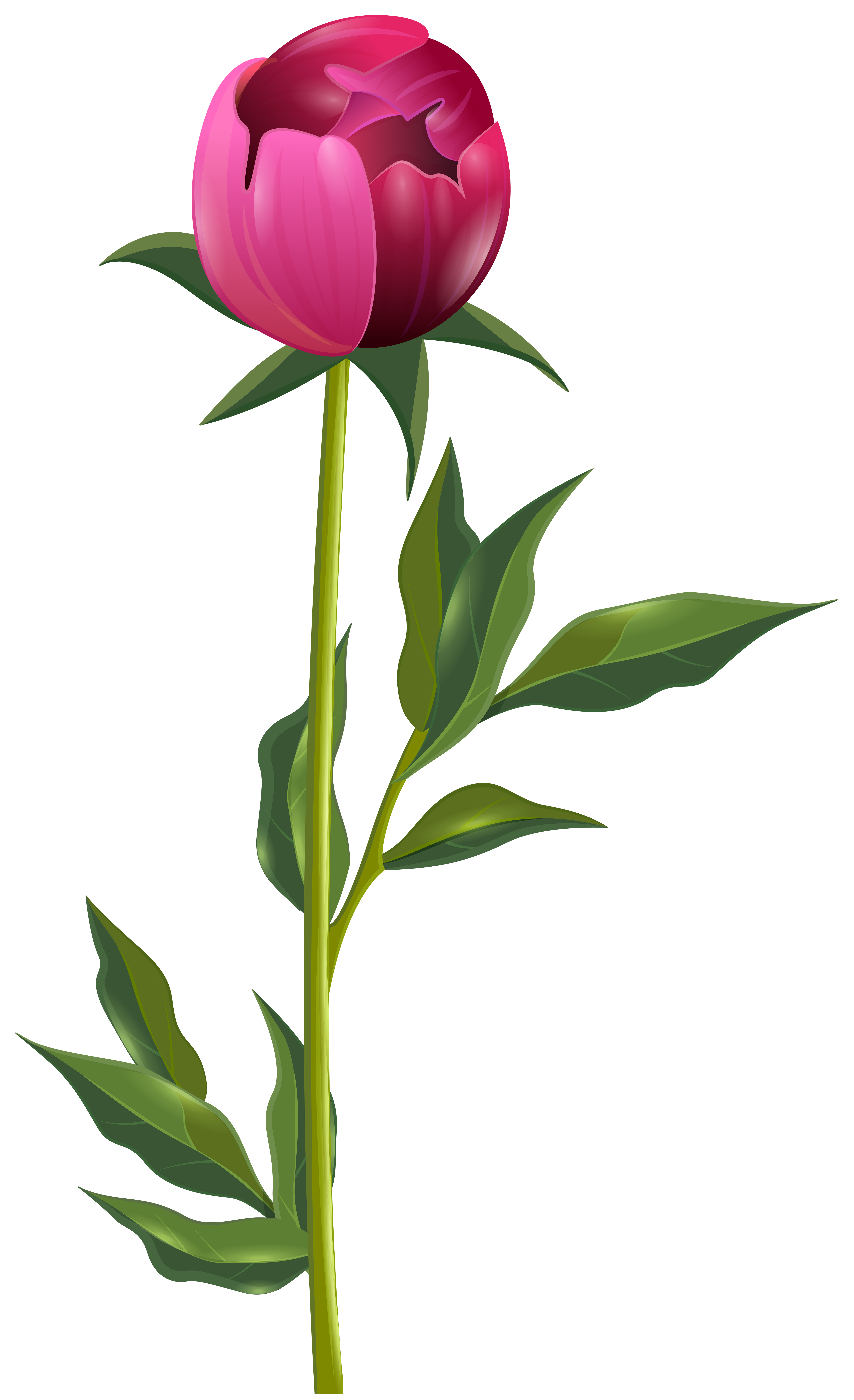 Png clip art image. Peony clipart detailed