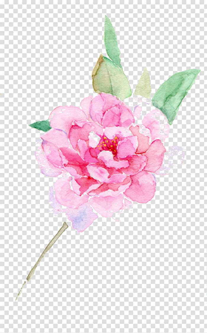 Peony clipart pink peony. Painting flower centifolia roses