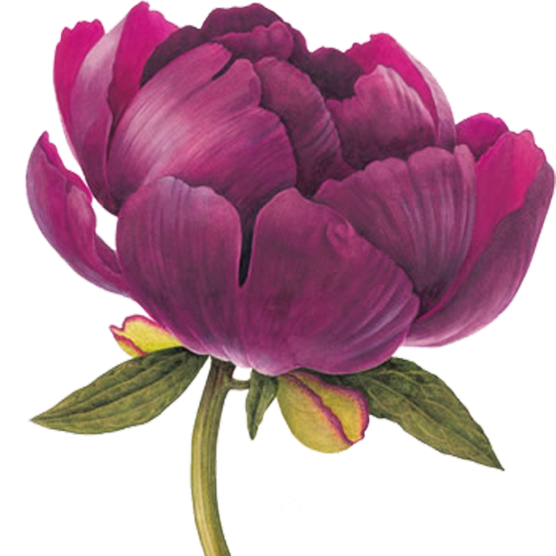 peonies clipart coral peony