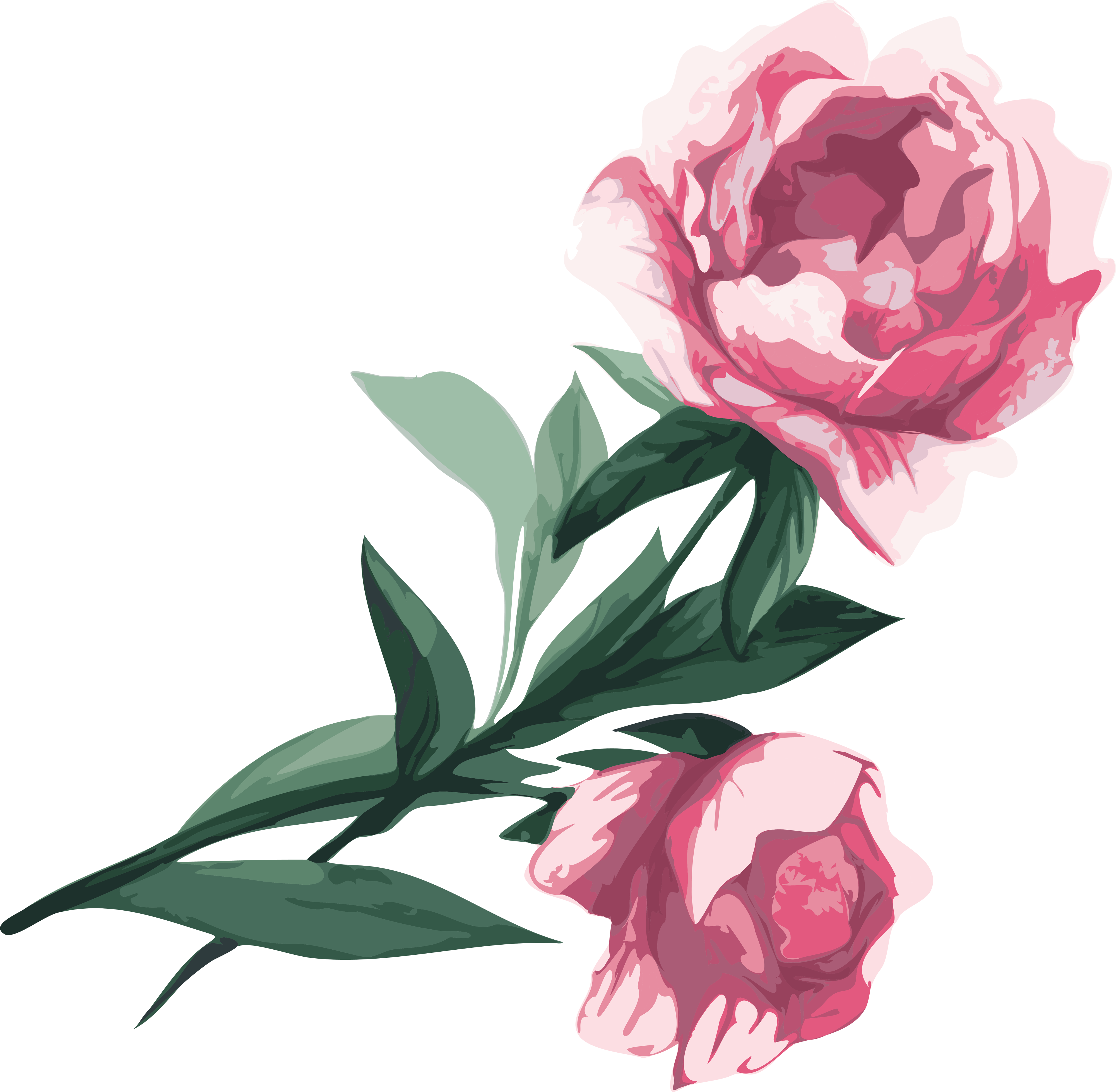 Flower garden roses clip. Peony clipart detailed