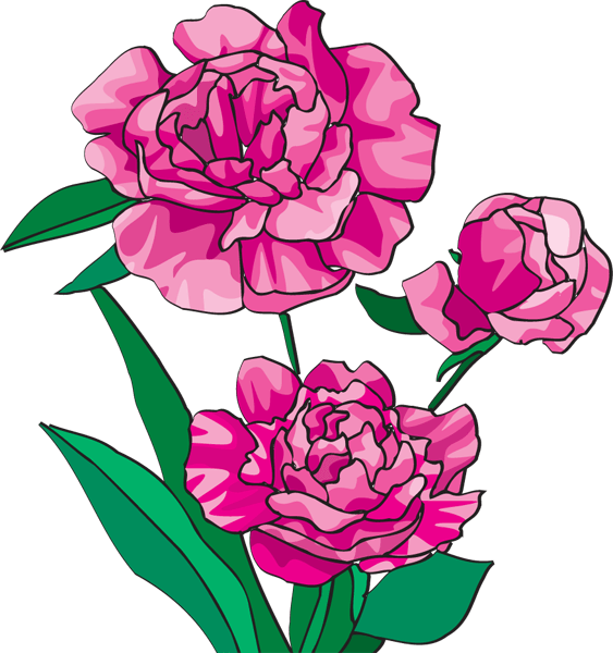 peonies clipart detailed