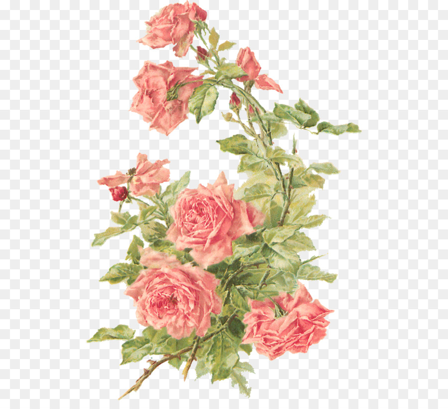 Peony transparent background rose. Peonies clipart floral accent