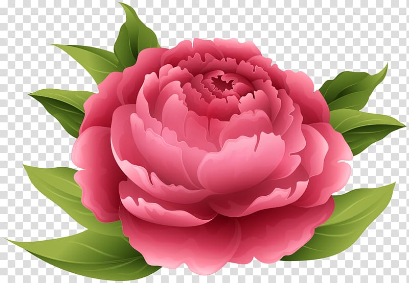 peony clipart transparent background
