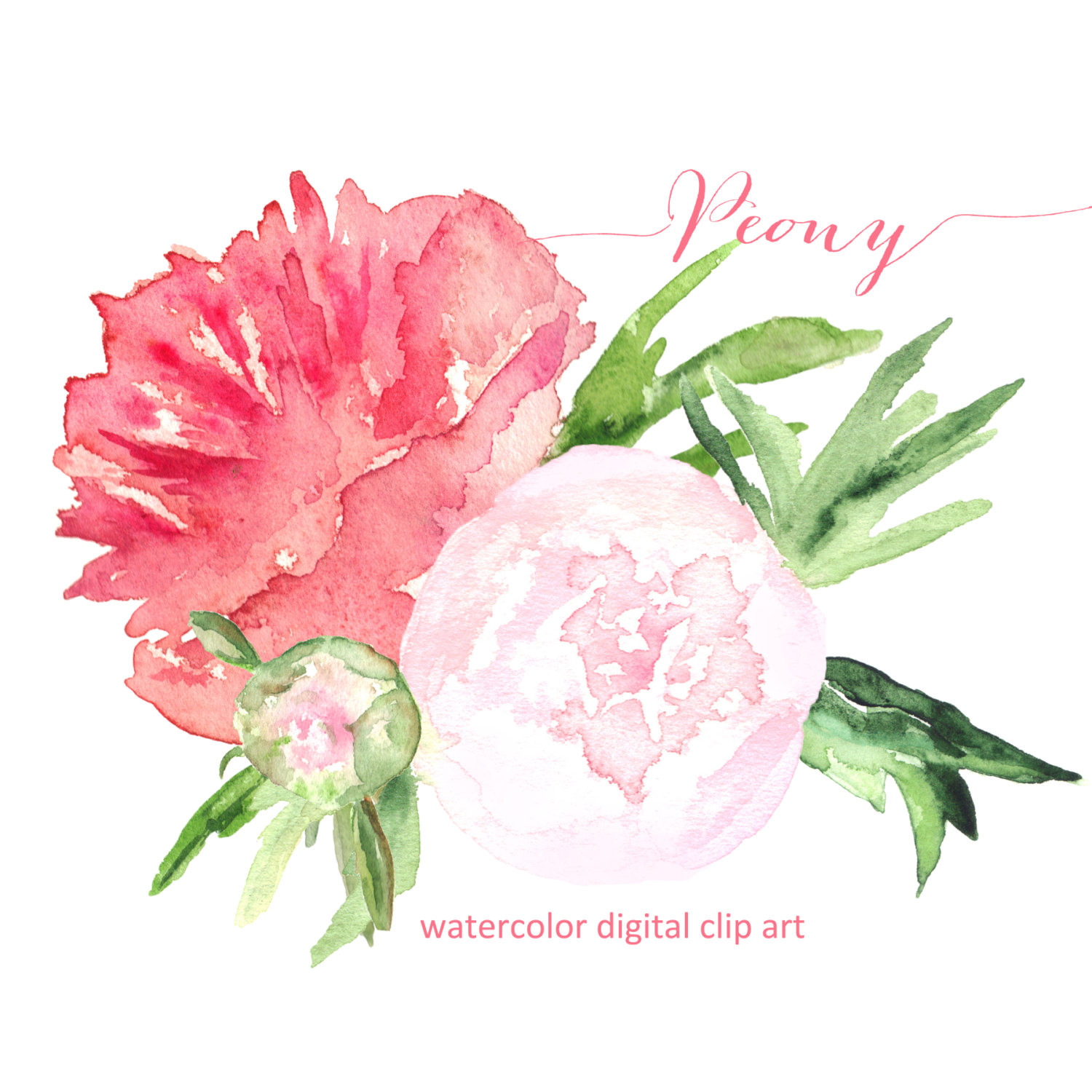 peonies clipart flower painting