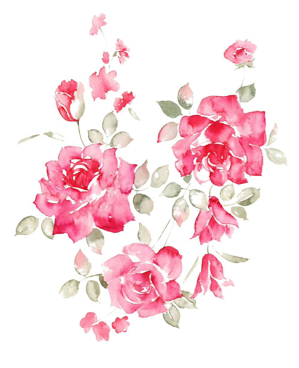 peonies clipart illustrated