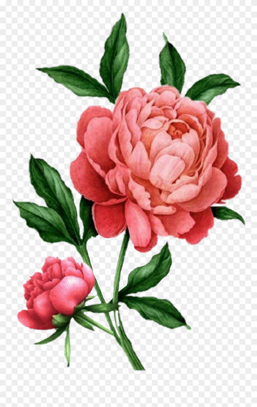 peonies clipart illustrated