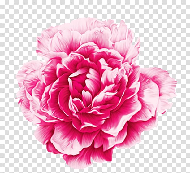 Pink rose illustration moutan. Peony clipart illustrated
