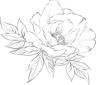 peonies clipart outline