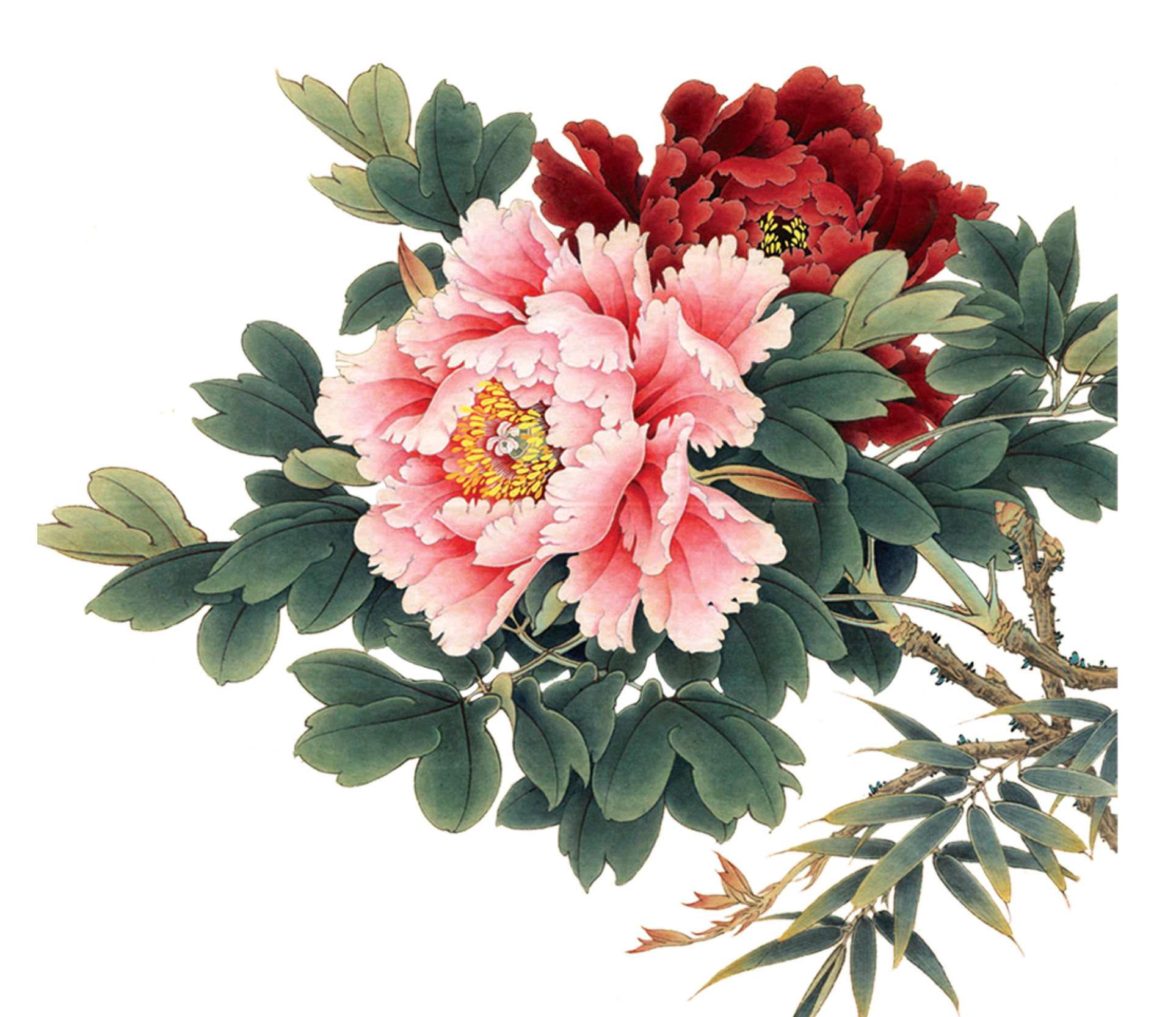 Peony clipart blush peony. Pin by sevin y