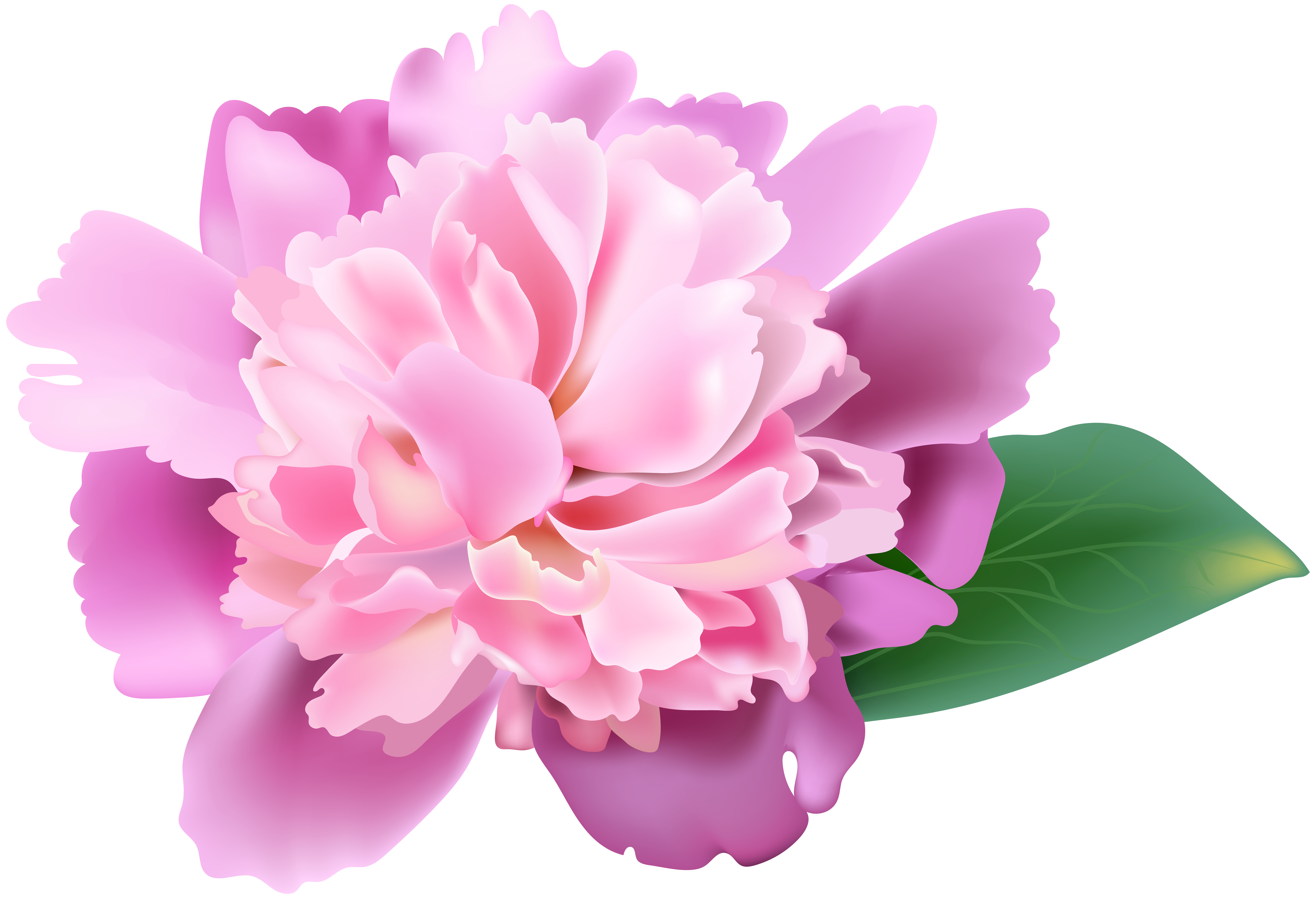 Png clip art image. Peony clipart pink peony