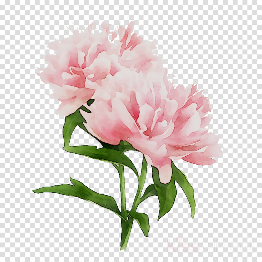 peonies clipart plant