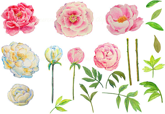 Peonies clipart printable. Wedding watercolor peony pink