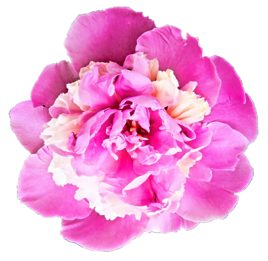 Peony clipart detailed. Png images transparent free