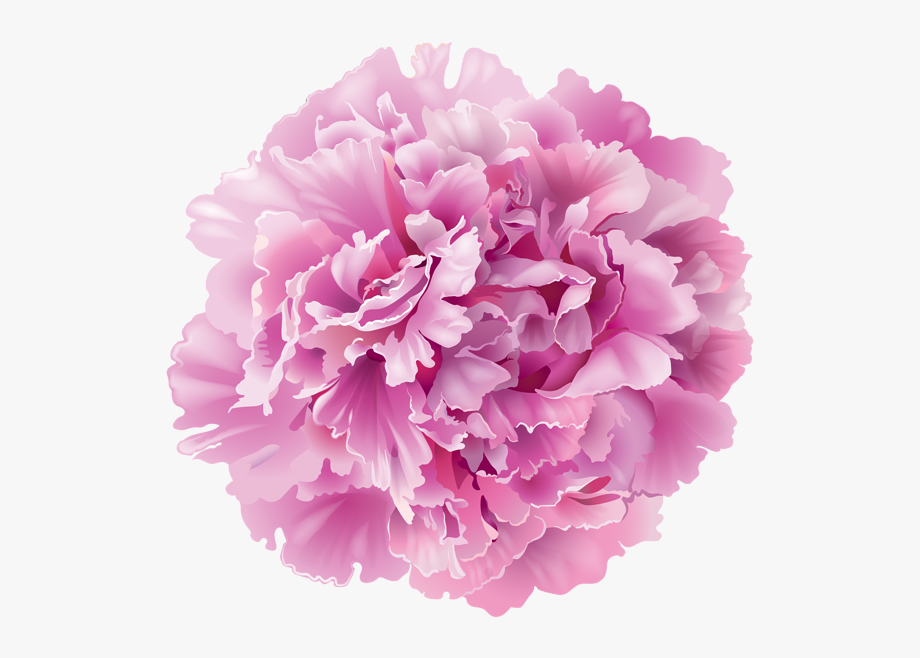 peonies clipart realistic