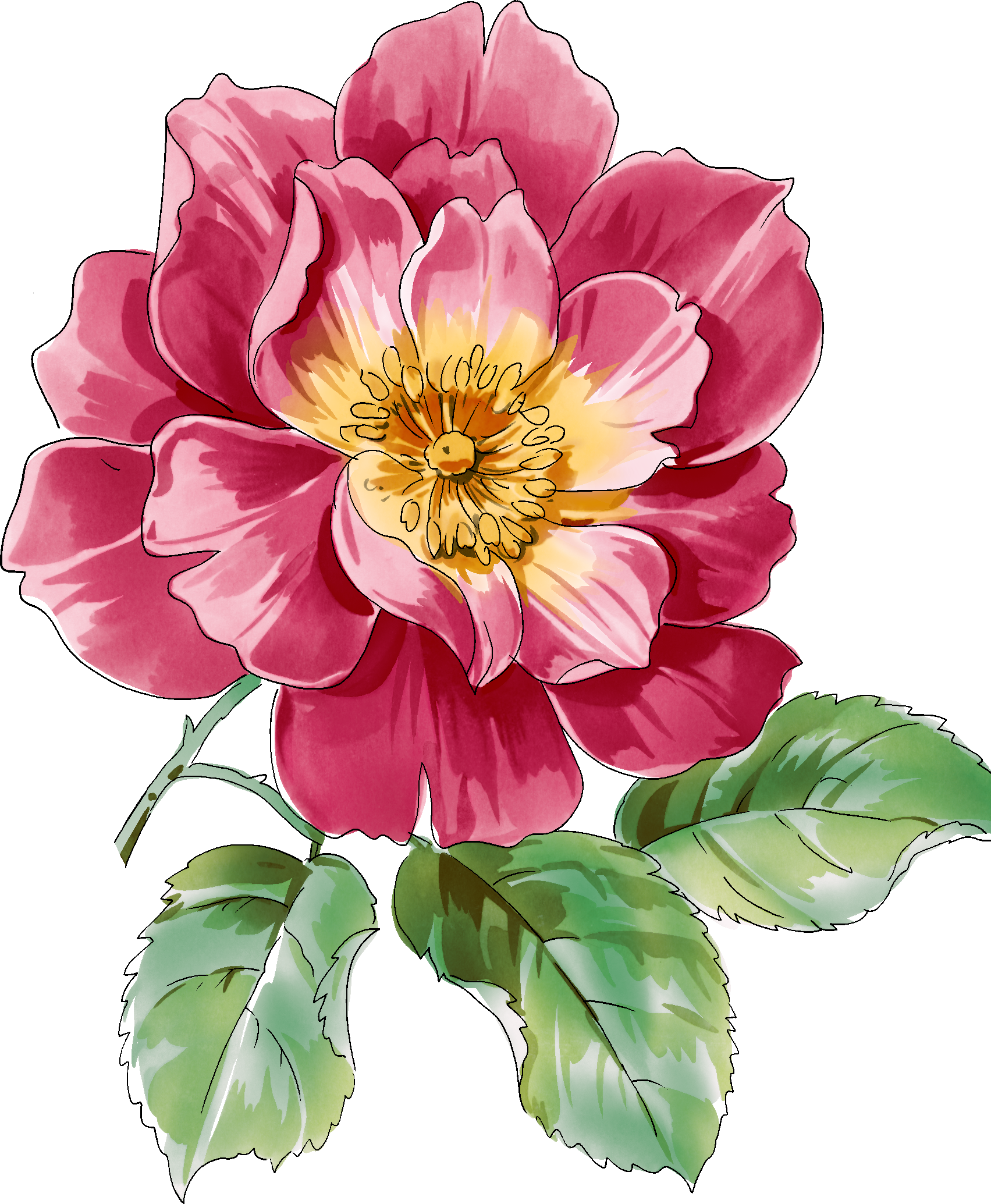 peonies clipart realistic