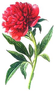 peony clipart red