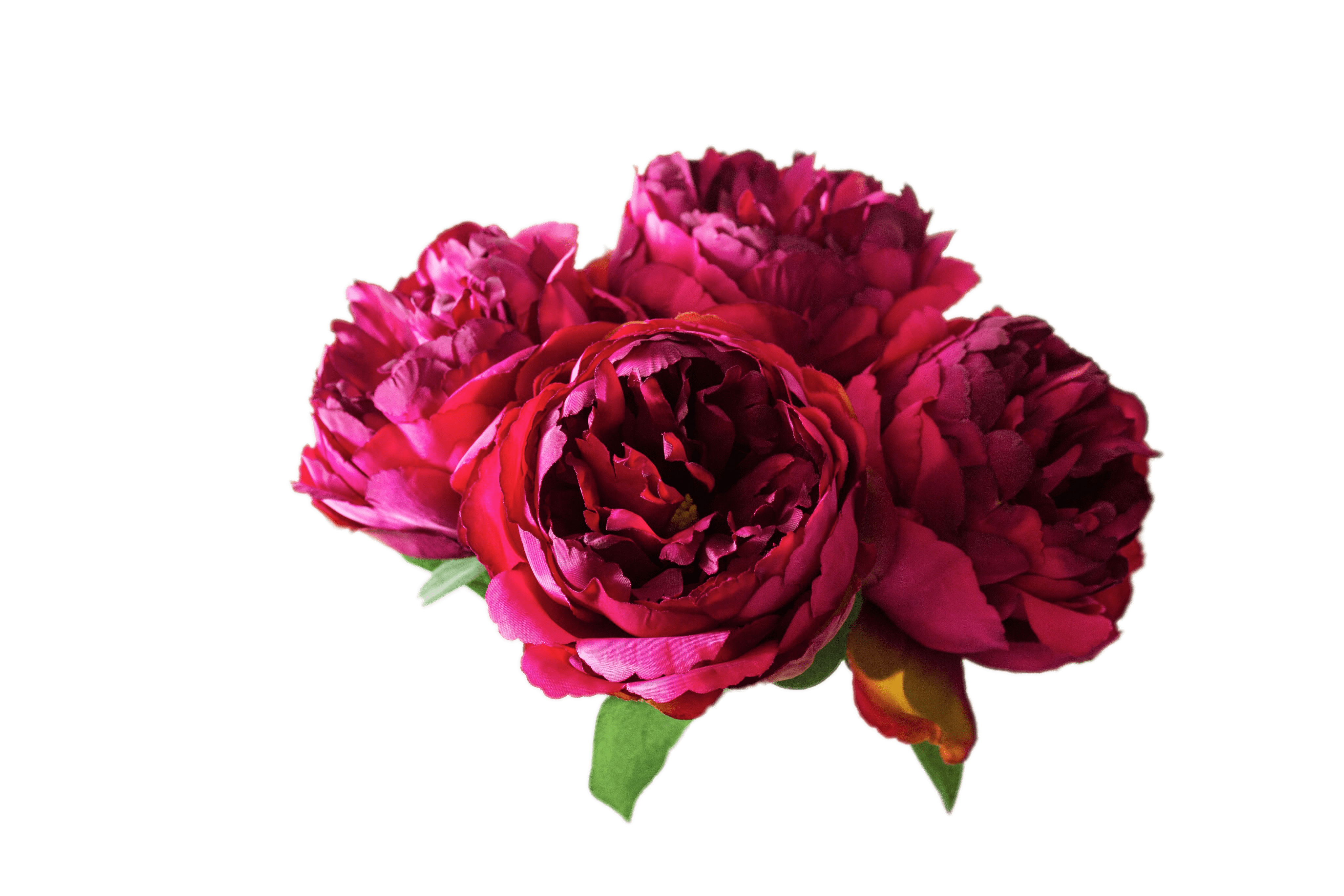 Peonies transparent png stickpng. Peony clipart detailed