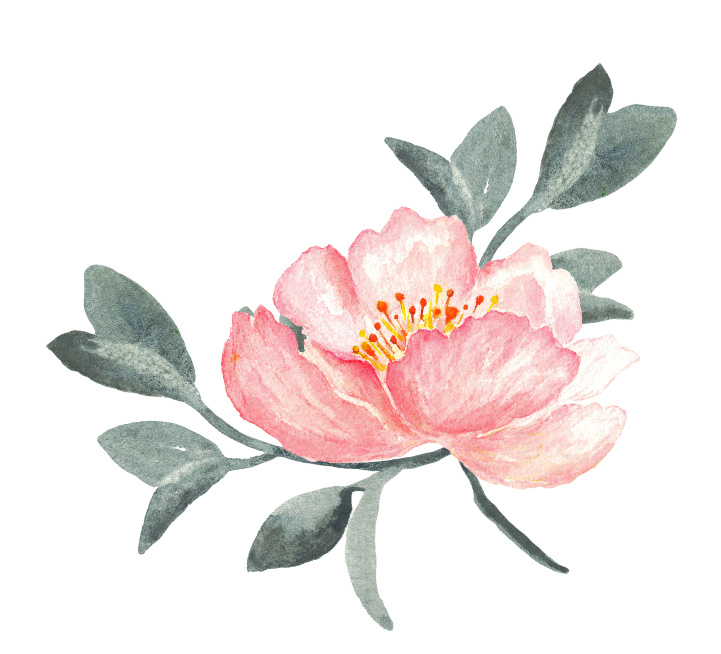 Pin by amy gramy. Peony clipart swag