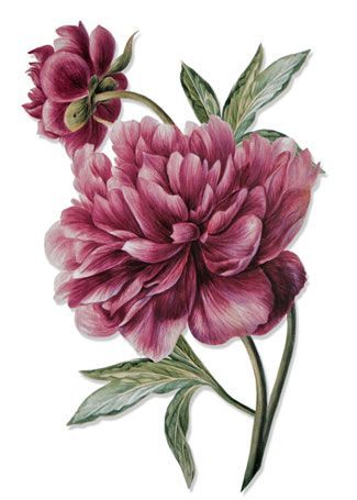 peonies clipart victorian flower