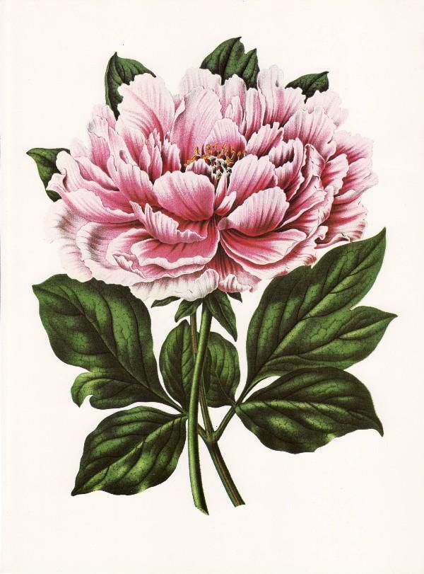 peony clipart victorian flower