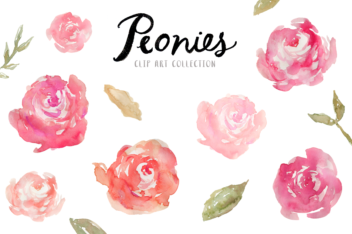 peony clipart watercolor