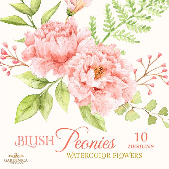 Peonies watercolor flower flowers. Peony clipart blush peony