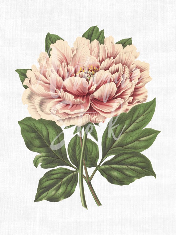 peony clipart botanical illustration