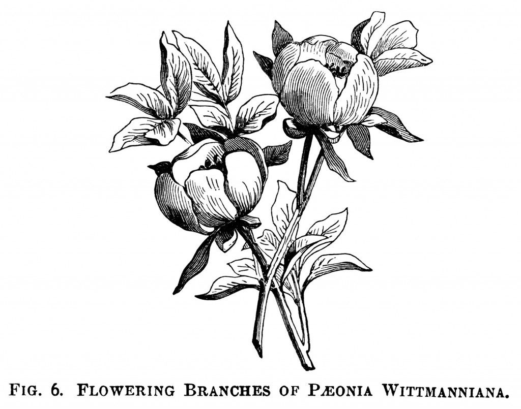 peony clipart botanical illustration