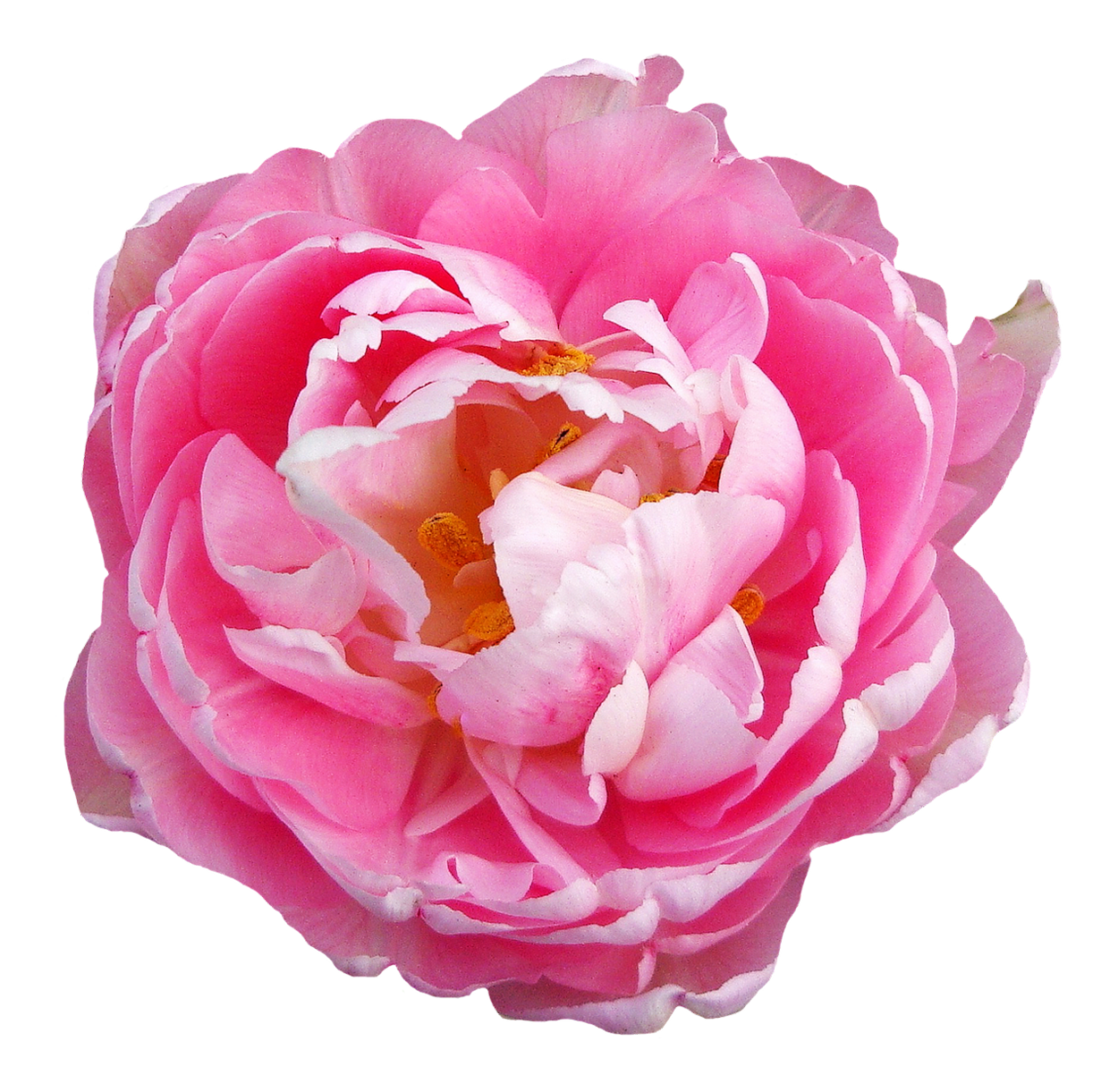 Peony clipart clear background rose. Flower pink png image