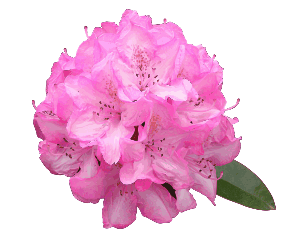 Peony clipart detailed. Onlinelabels clip art rhododendron