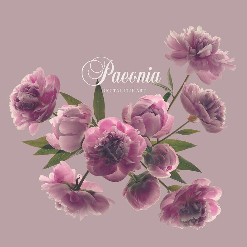 Paeonia clip art botanical. Peony clipart detailed