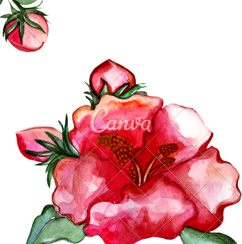 Peony clipart illustrated. Illustration flower photos by