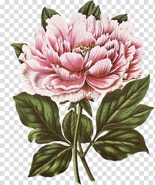 Peony clipart illustrated. Pink flower art new