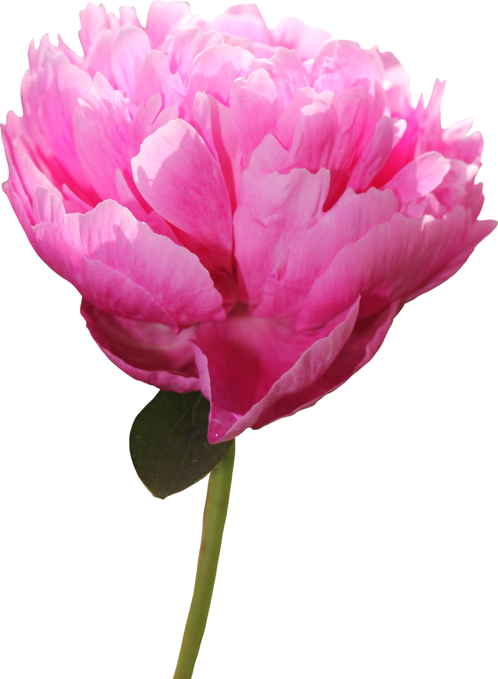 peony clipart leave