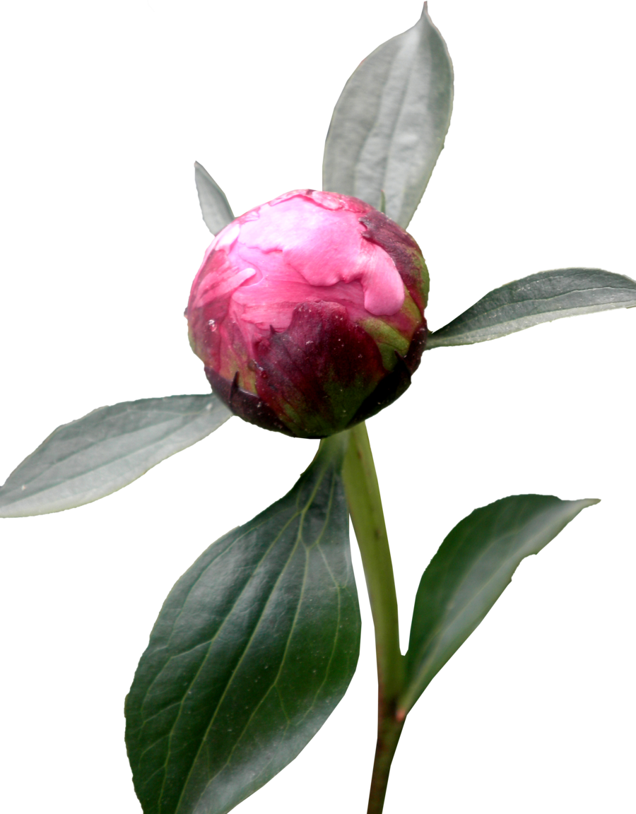 peony clipart leave
