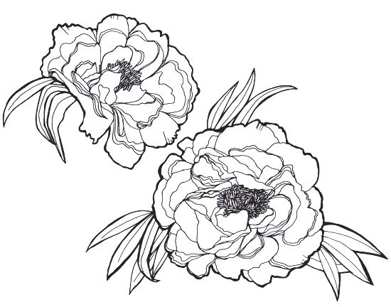 peony clipart outline