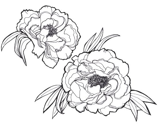 Peony clipart outline. Tattoo google search ink