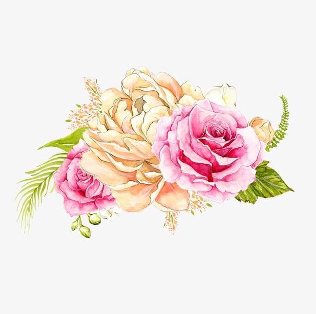 peony clipart painted
