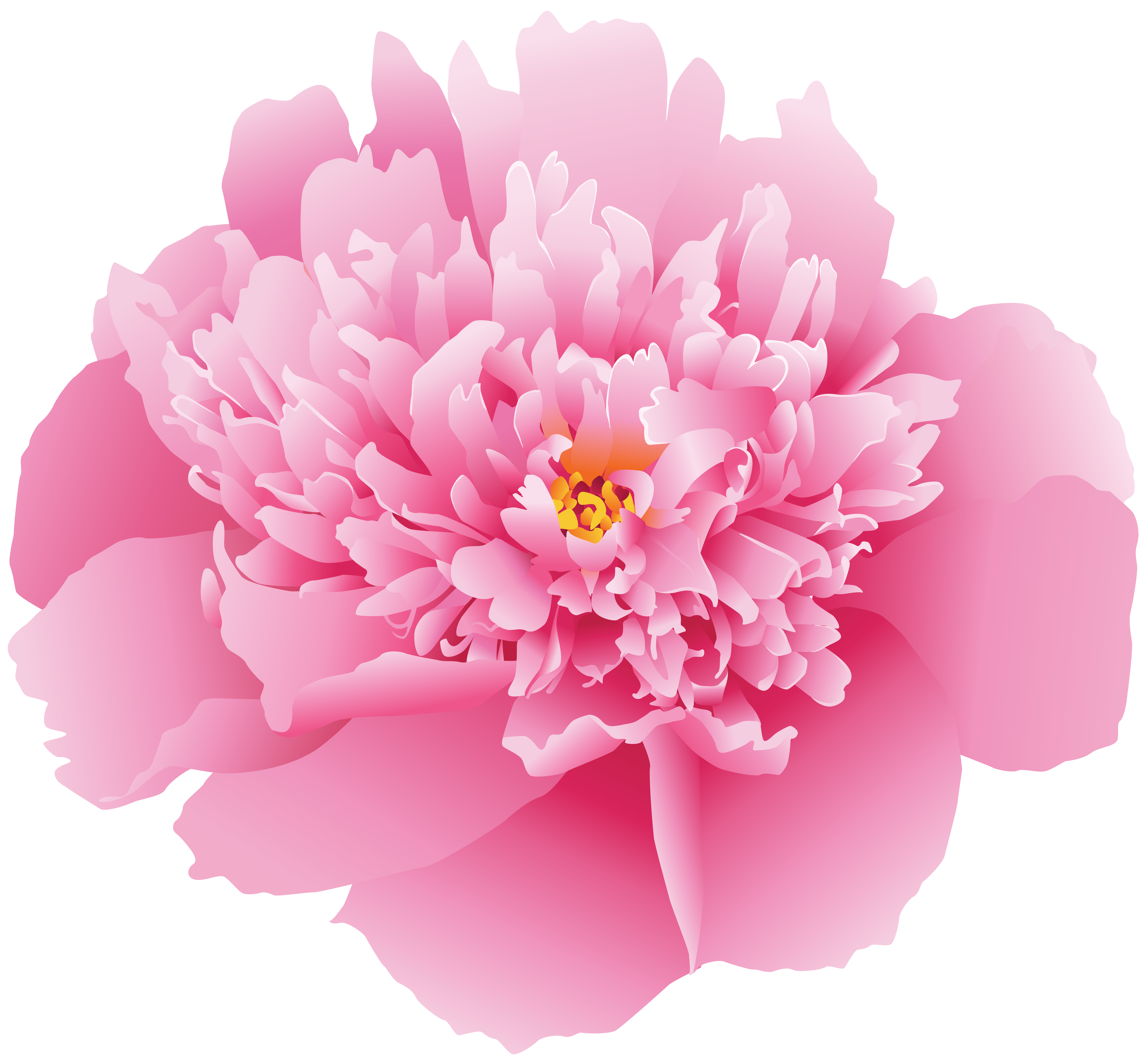 Flower png clip art. Peony clipart pink peony