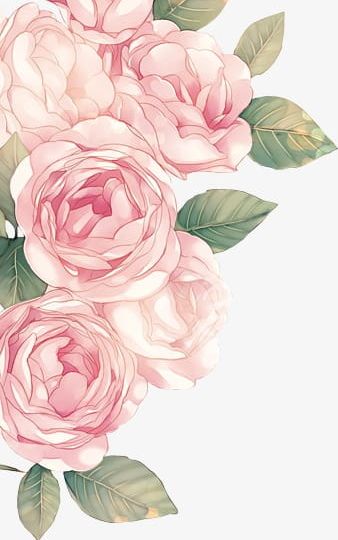Png . Peony clipart pink peony