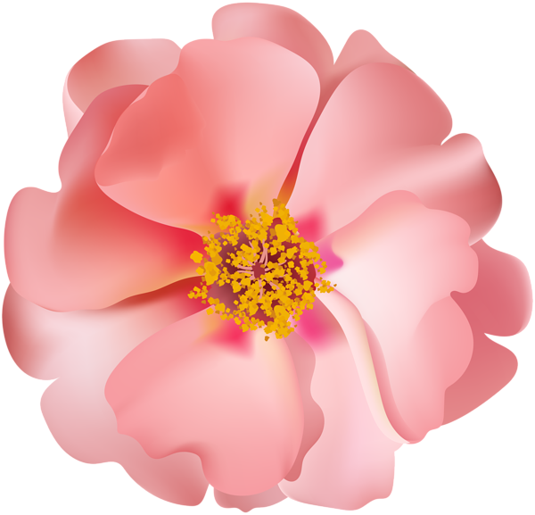 Rosebush flower png clip. Peony clipart rose