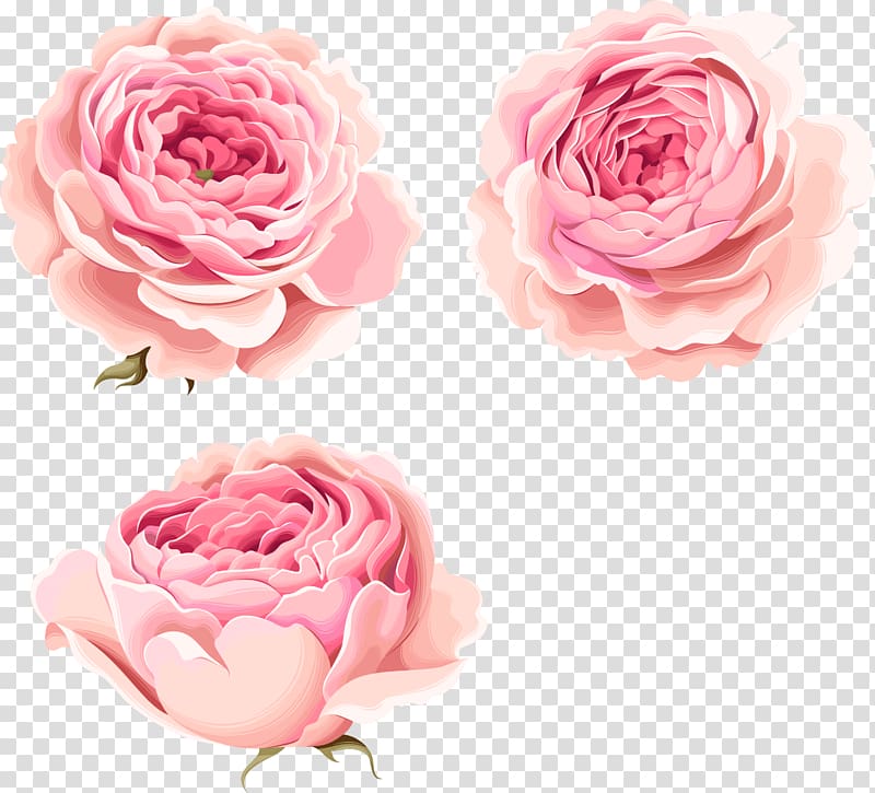 Hand painted beautiful pink. Peonies clipart clear background rose