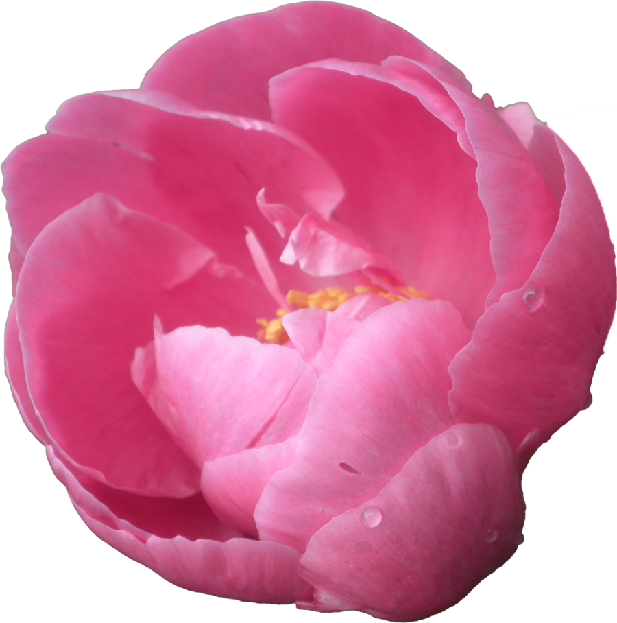 peony clipart transparent background