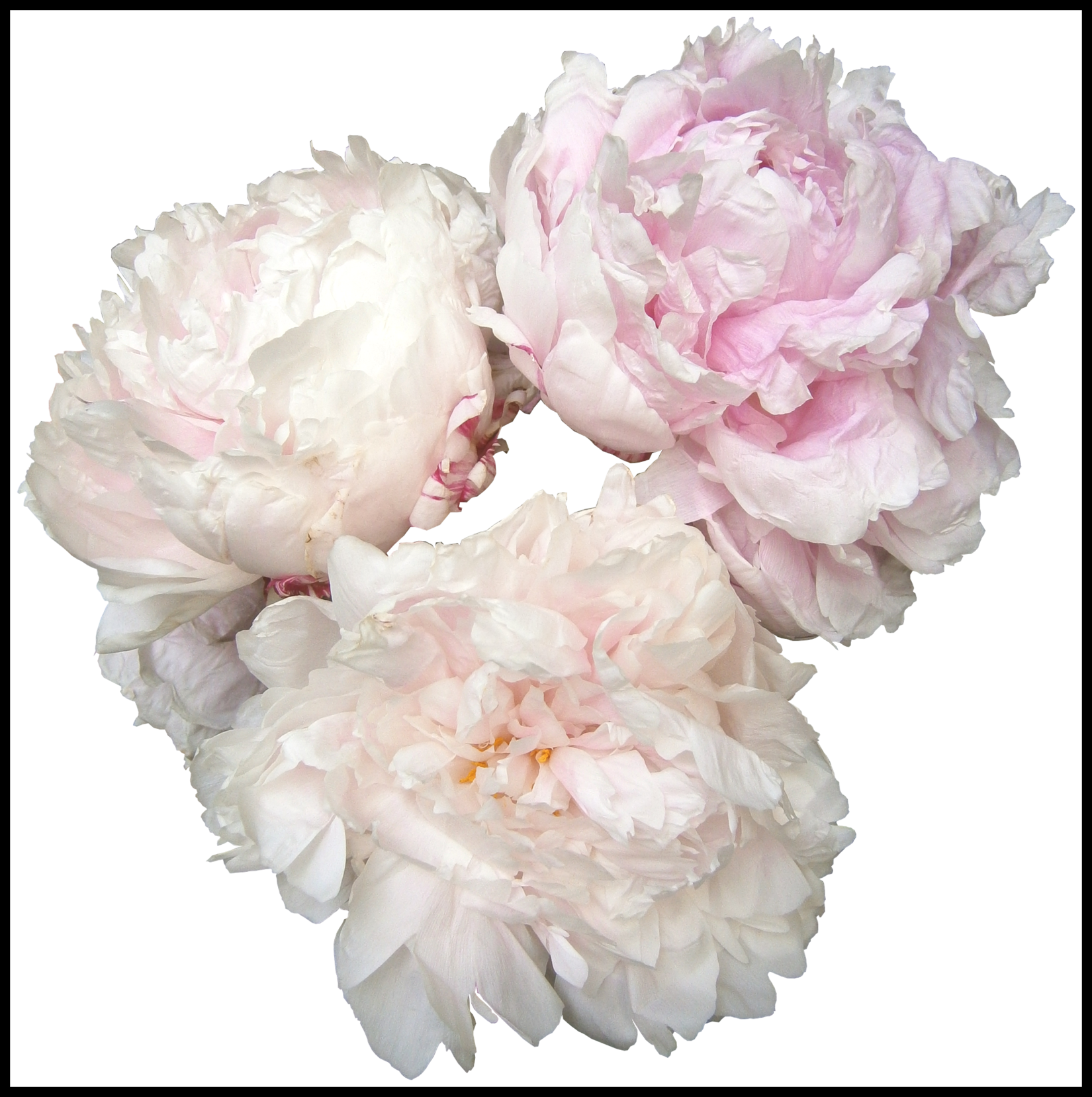  ideas of white. Peony clipart wedding flower