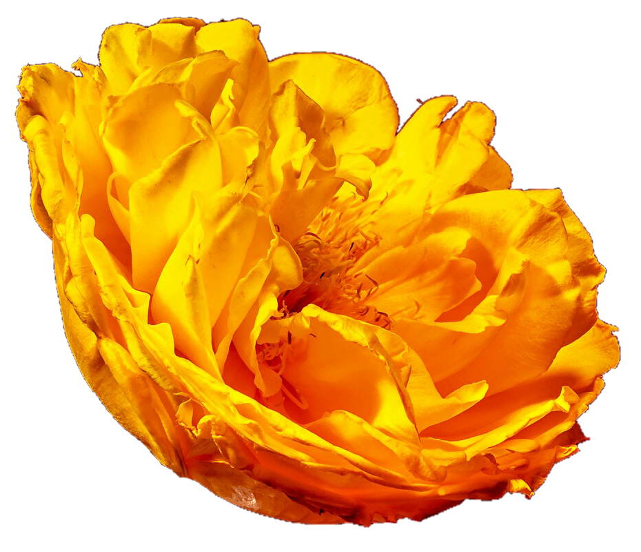 peony clipart yellow