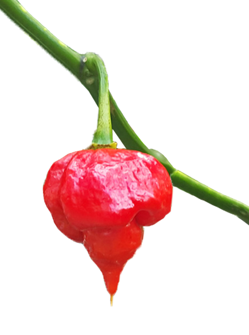 Pepper clipart chipotle pepper. Dried chili peppers buy