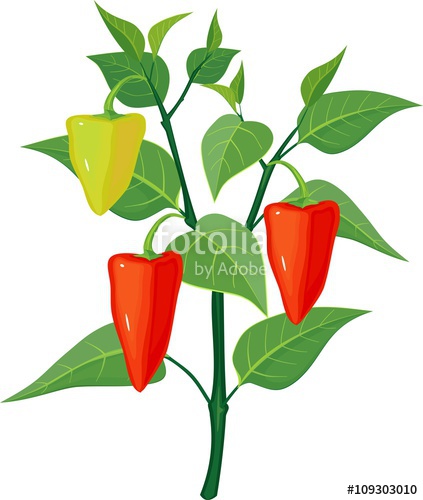 On stock image and. Pepper clipart pepper plant