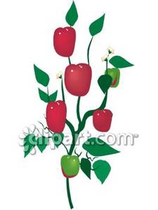Pepper clipart pepper plant. Red bell royalty free