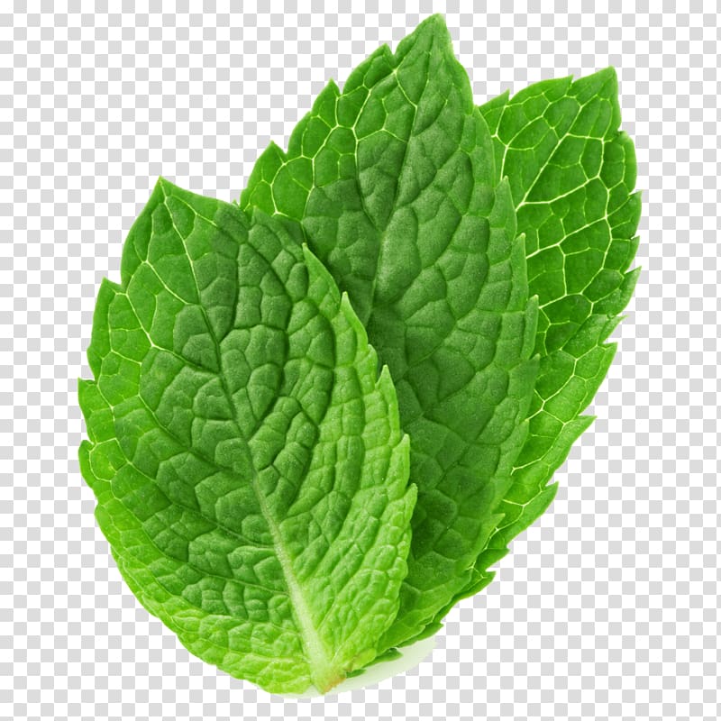 Mentha spicata arvensis herb. Peppermint clipart mint leaves