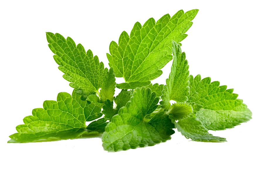 Peppermint clipart mint leaves. Basic infographic by evelyn